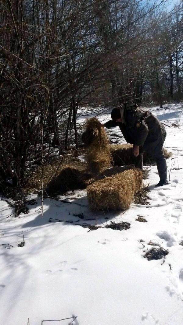 Yaban hayvanları ve kuşlar için doğaya yem