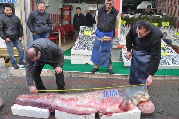 Kızılırmak'ta 2.5 metrelik 110 kilo yayın balığı yakalandı