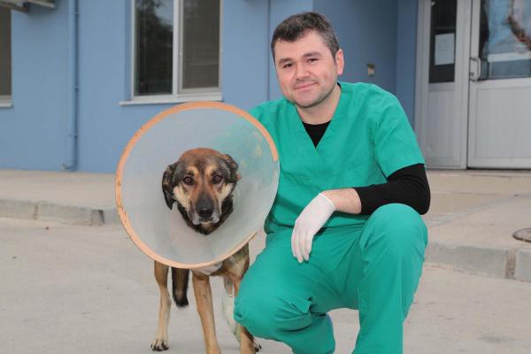 Sokak köpeğine doku nakli