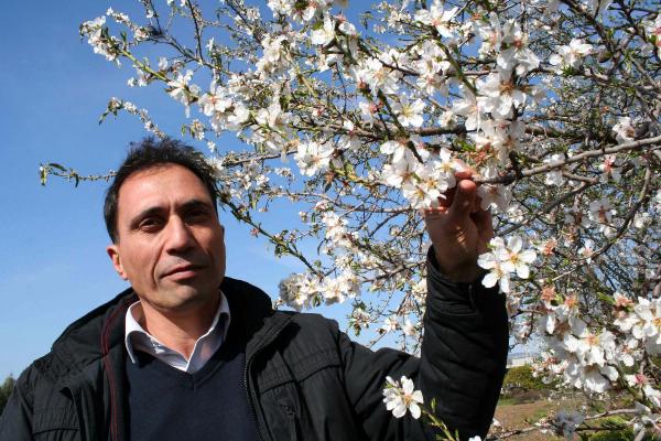 Mersin'deki badem ağaçları çiçek açtı