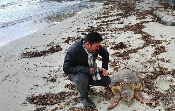 Sahile ölü caretta caretta vurdu
