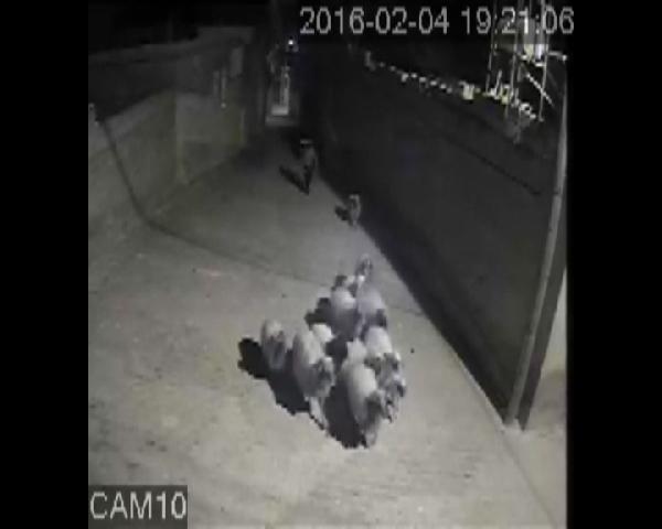 Nizip'te koyun çalan şüpheli tutuklandı