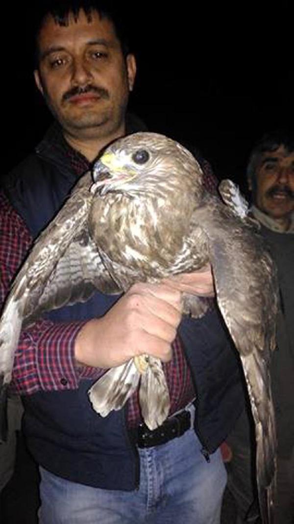 Yaralı kuş seferberliği