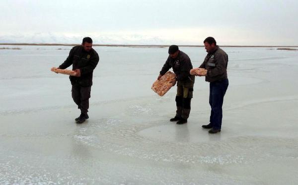 Yaban hayvanlarına yem ve yiyecek bırakıldı
