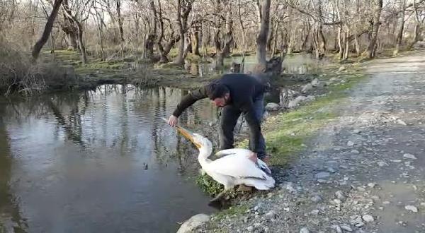Tedavi edilen pelikan özgürlüğe böyle yüzdü