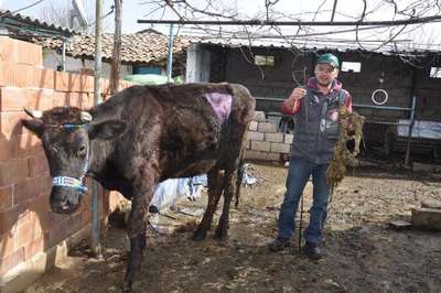 Gebe ineğin karnından, 2 metrelik urgan ile çivi çıktı
