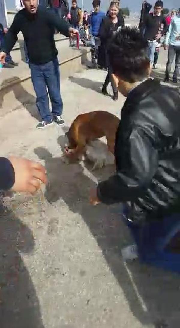 İskenderun'da köpek vahşeti