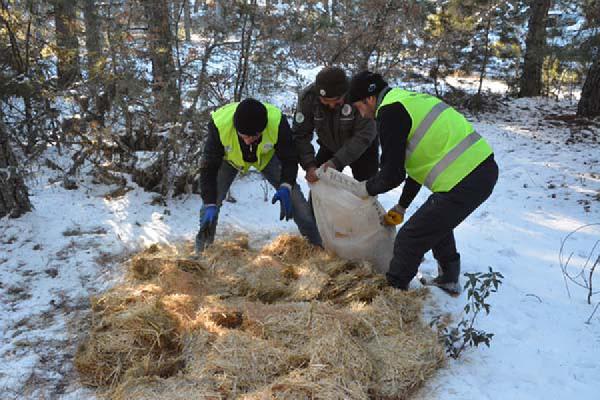 Ilgaz'da yaban hayvanları için doğaya yem