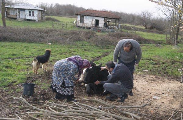 Mısır küspesini yiyen büyükbaş hayvan telef oldu