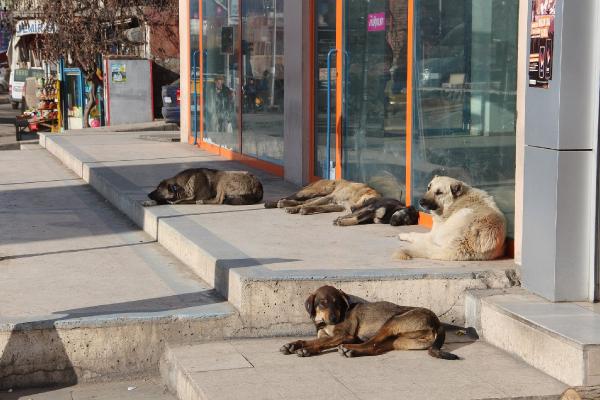 Oltu'da sokak köpekleri korkutuyor
