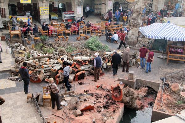 Şanlıurfa’da tarihi handaki ağaçlar kesildi