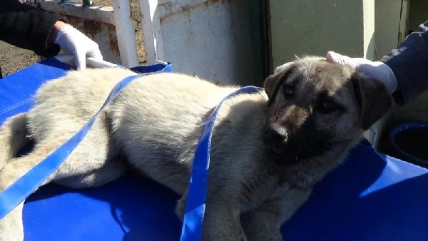 Yaralı köpek tedavi için Iğdır'dan Tatvan'a gönderildi