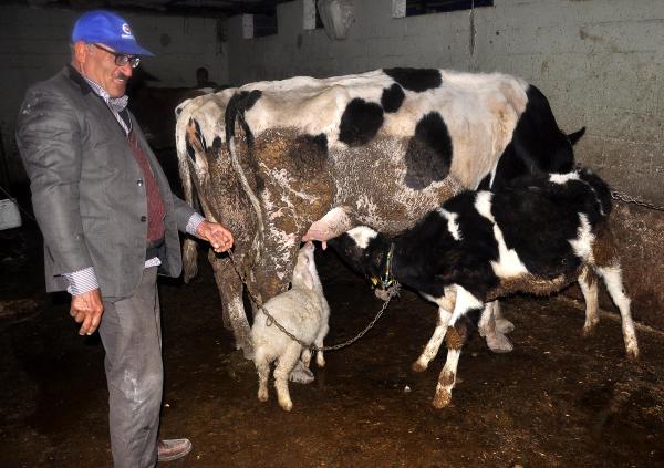 Buzağı ve kuzunun 'süt kardeşliği'