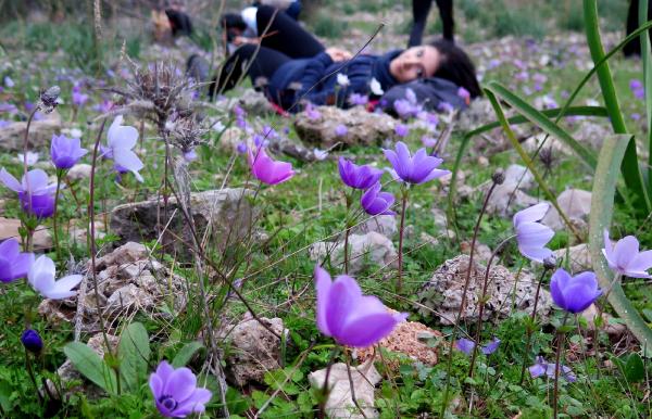 Antalya'da anemonlar açtı
