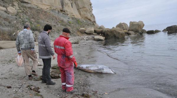 Tekirdağ’da kıyıya yunus ölüsü vurdu