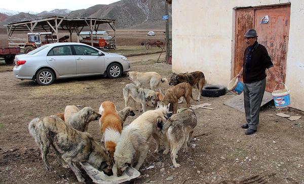 12 yıldır sokak köpeklerini besliyor