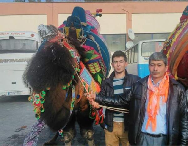 Deve, sahibini hastanelik etti