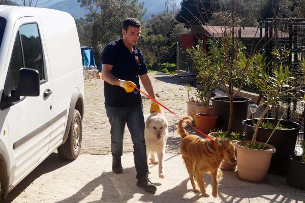 Marmaris sokaklarındaki cins köpekler İngiltere yolcusu