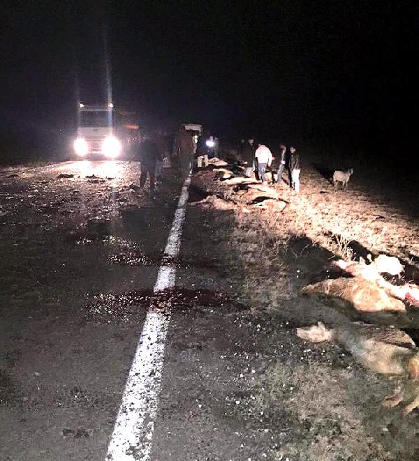 Karayoluna çıkan sürüye minibüs çarptı, 34 koyun telef oldu