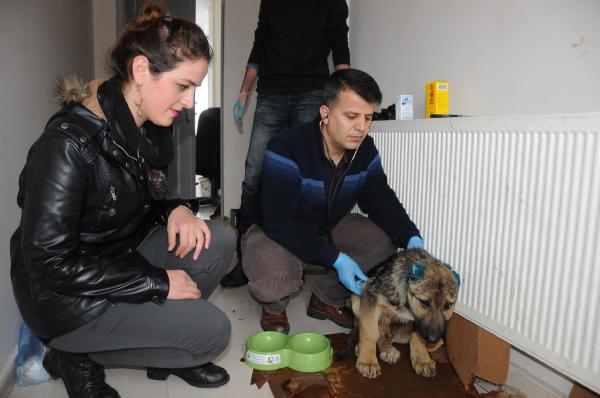 Kulakları kesilen sokak köpeği tedavi edildi