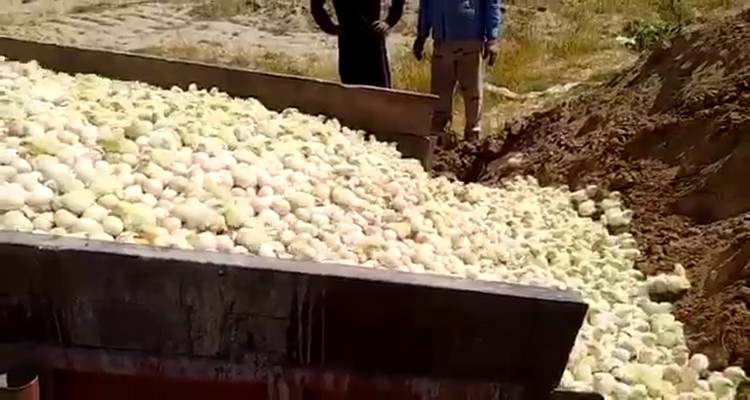 Yüz binlerce civciv canice öldürüldü