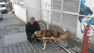 Ters bacaklı köpek sağlığına kavuşacak