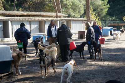 İngiliz turistler barınakları temizledi