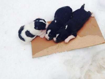 4 günlük 6 yavru köpek donmaktan kurtarıldı