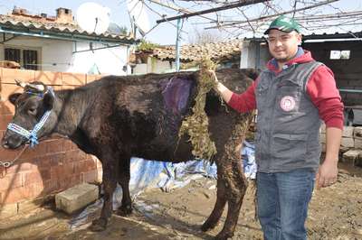 Hamile ineğin karnından 2 metre halat çıktı