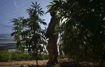 Marihuana kullanımı yasallaşıyor