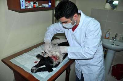 AV TÜFEĞİ İLE VURULAN KÖPEĞİ TEDAVİ ETTİRDİ