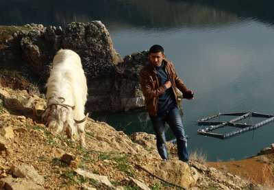 Mahsur kalan keçiler kurtarıldı