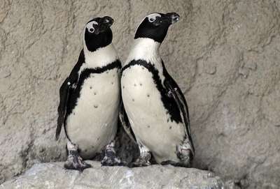 Afrika penguenlerinin yeni yavru sevinci
