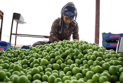 Adana'da bir kilo erik 120 lira