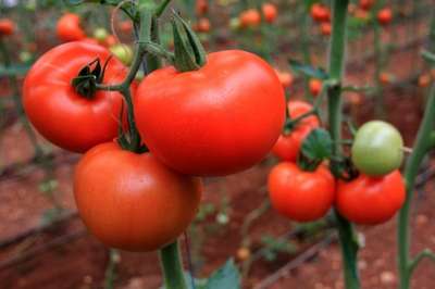 Rusya'dan 25 ton domates iadesi