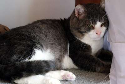 'Obez kedi' diyetle 4 ayda 5,5 kilo verdi