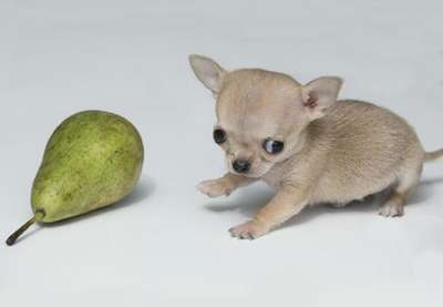 Dünyanın en küçük Chihuahuası