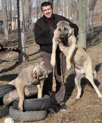 Şehre inen kurdu kangal köpeği boğdu