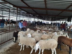 Her türlü önlem ve uyarıya rağmen sosyal mesafeyi aldırış eden olmadı