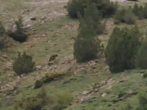 Anne ayı 5 yavrusu ile görüntülendi