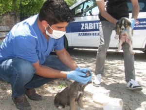 Annelerinin terk ettiği kedi ve köpek yavrularına belediye sahip çıktı