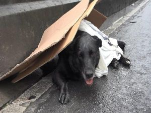 Bayrampaşa'da Yaralı Köpeği Kurtarma Seferberliği