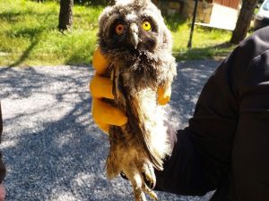 Tekirdağ’da boş arazide Yavru Karaca ve Puhu Kuşu bulundu