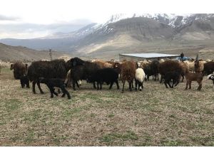 Iğdır Canlı Hayvan Borsası yeniden açıldı