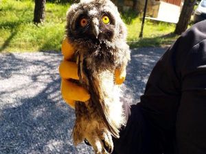 Ormanda Bulunan Yavru Karaca İle Puhu Kuşu Korumaya Alındı