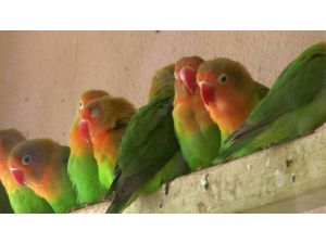 Sınırda 200 cennet papağanı yakalandı