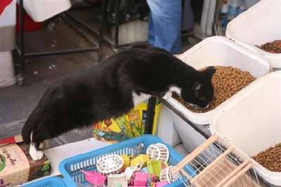 "All cats caught" Turkish official reassures public over Election Day blackouts