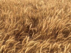 Sivas, ekmeklik buğday üretiminde 5’inci sırada