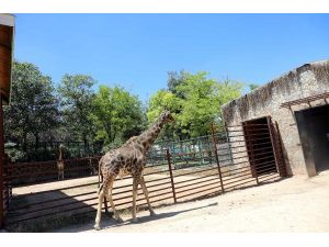 Gaziantep Hayvanat Bahçesi, Ziyaretçilerini Ağırlamaya Başladı