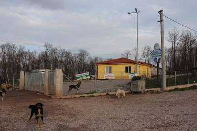 Yaralı köpeği barınağa bırakmak isteyen hayvansever Sibel'i ağlattılar